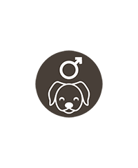 Chiens males