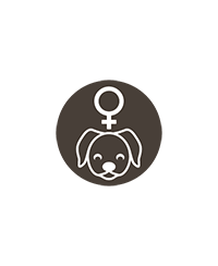 Chiens femelles